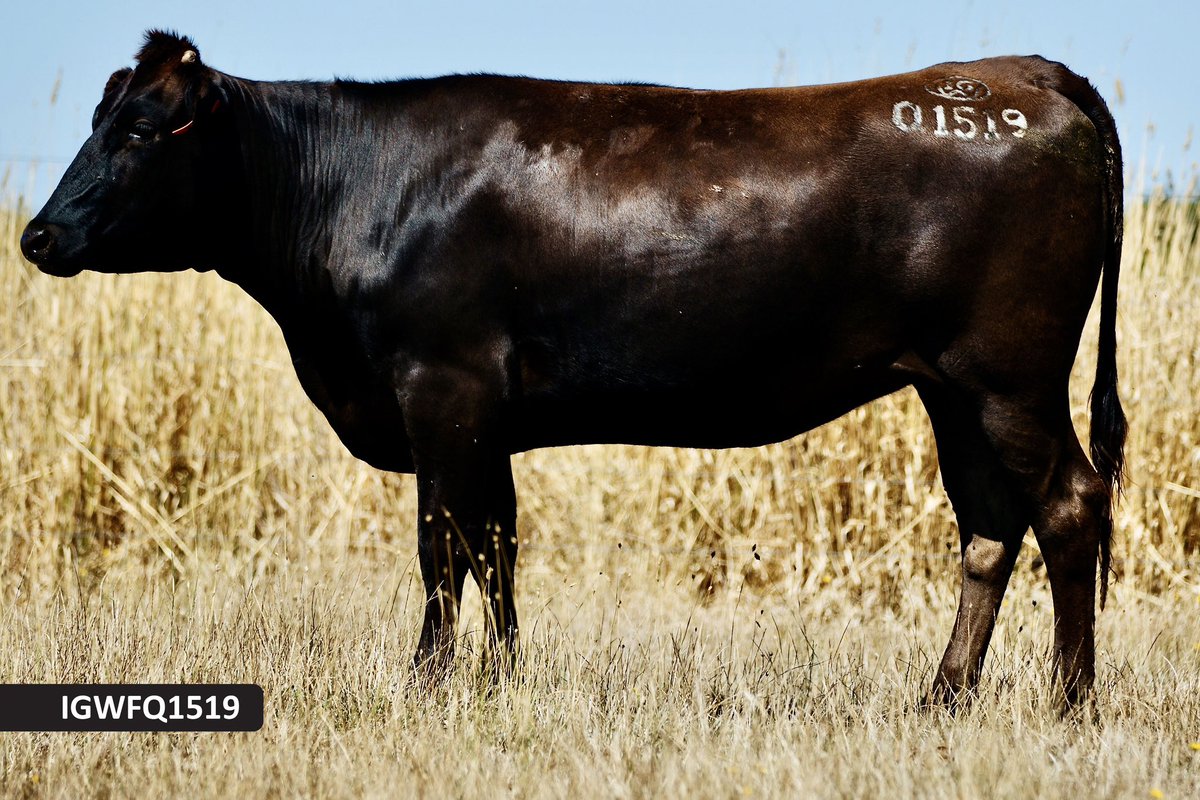 Don’t miss the GDL Premium Wagyu Sale tomorrow at 12pm AEDT on AuctionsPlus. Some seriously impressive Wagyu lots from all across the globe with some outstanding Irongate Wagyu genetics in the mix.

auctionsplus.com.au/auctions/cattl…