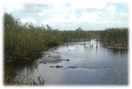 Everglades peat (with alligator)