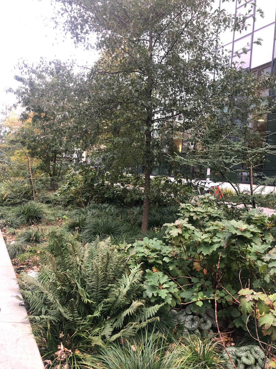 🌳Nieuw in het Amsterdamse straatbeeld: de groene gracht. Een verlaagde strook vol planten &amp; bomen, waarin regenwater langzaam de grond in kan zakken.

Links is de Zuidelijke Wandelweg en rechts de 500m lange groene gracht in de Prinses Irenestraat: nieuwamsterdamsklimaat.nl/initiatieven/d…