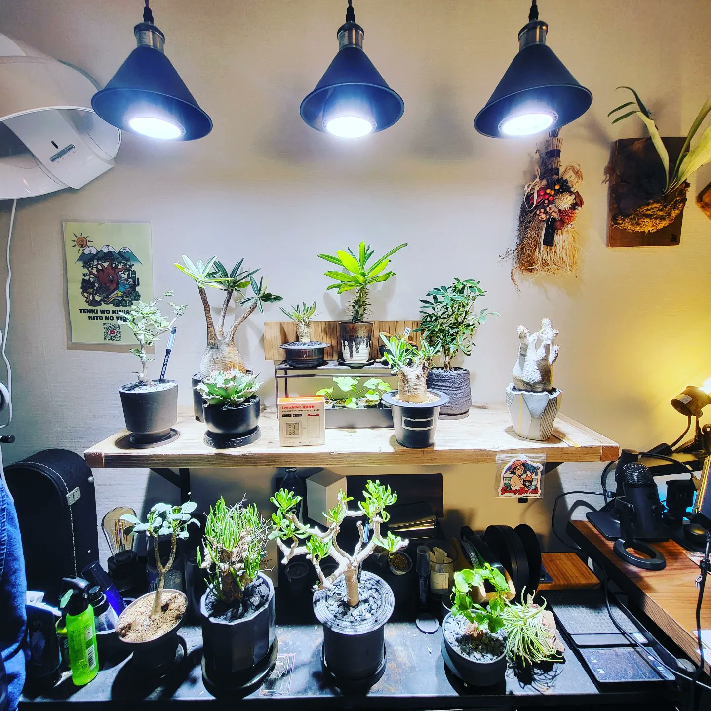 ☆天候に左右されない❣害虫被害が多い植物の育成にも超最適♪☆植物