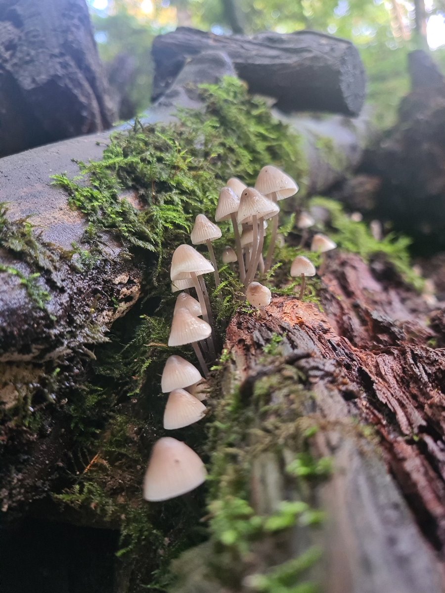 Sharna🍃 tweet media