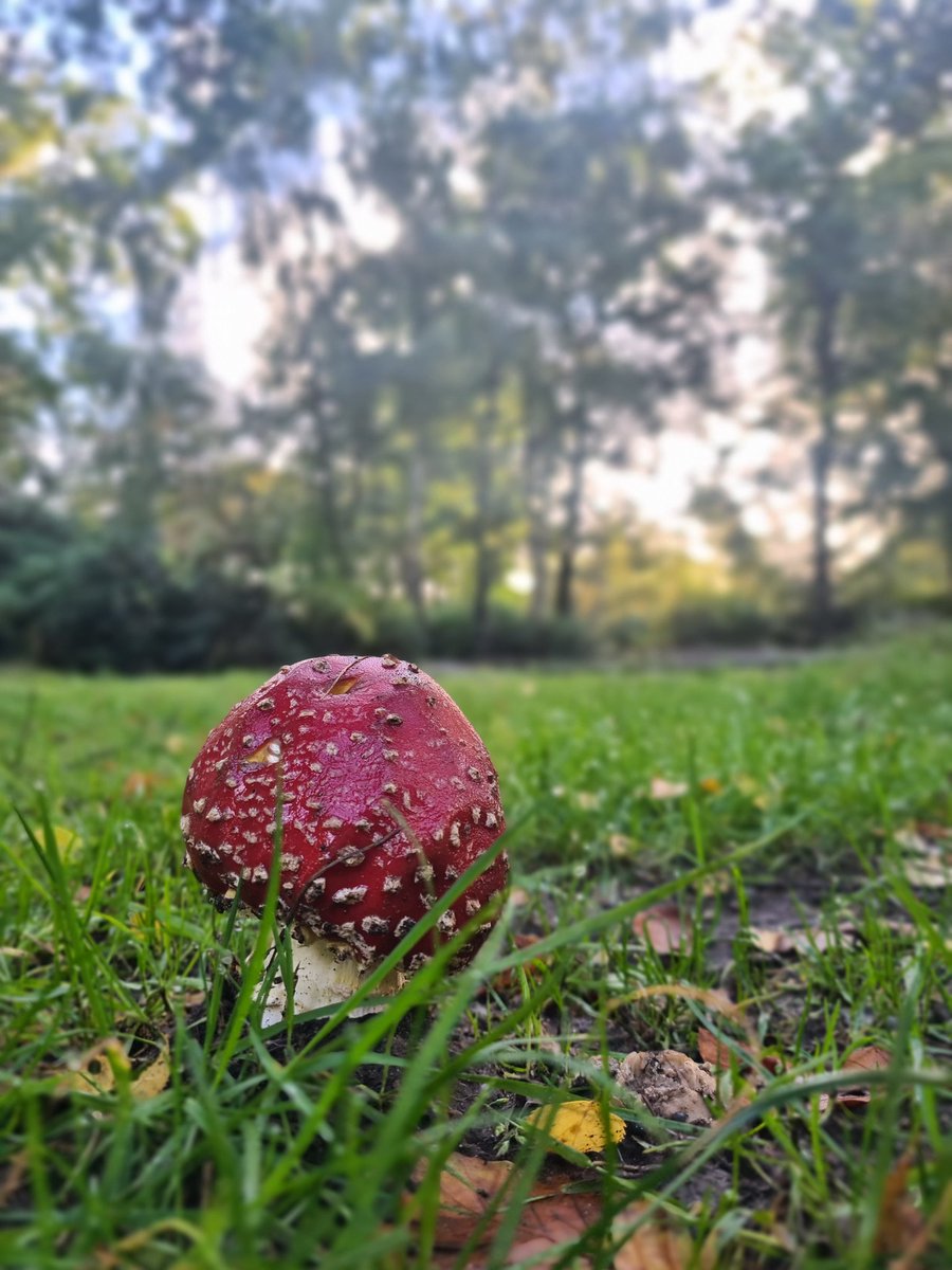 Sharna🍃 tweet media