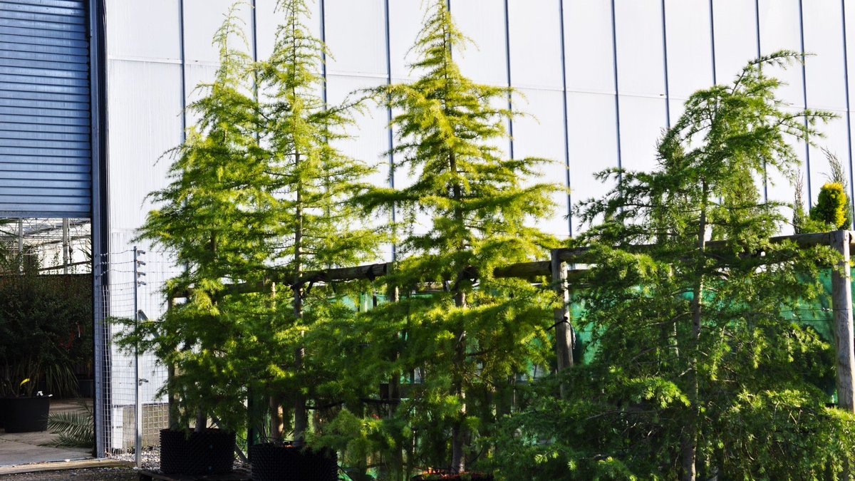 palmsteadmedia's tweet photo. With their vibrant green needles glistening with rain drops, these magnificent rootballed examples of Cedrus deodara are looking magnificent in our Specimen Centre. 

https://t.co/OP6WLIUFZR

#Plants #Nature #Garden #Evergreen #Cedar #Rootball #Planting #Gardening #Palmstead https://t.co/NUcAYQiQFa
