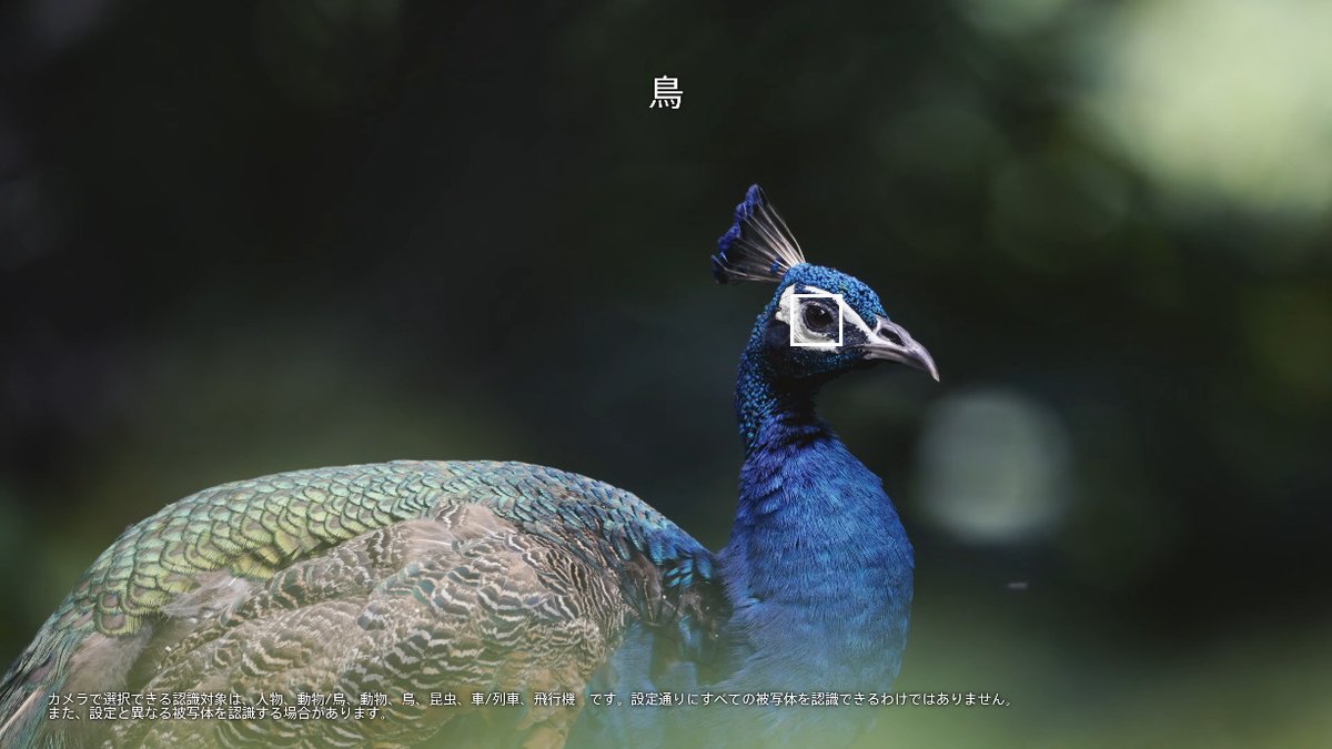 kunkoku's tweet photo. デジタル一眼カメラ「α7R V」の被写体認識性能はどれくらい進化したのか?
「動物」「鳥」について、従来αシリーズとの細かな違いを調べてみた。
https://t.co/xyXUbChmBV #SonyAlpha #Alpha7R #Alpha7RV #α7RV https://t.co/WbGMsZ7hBL
