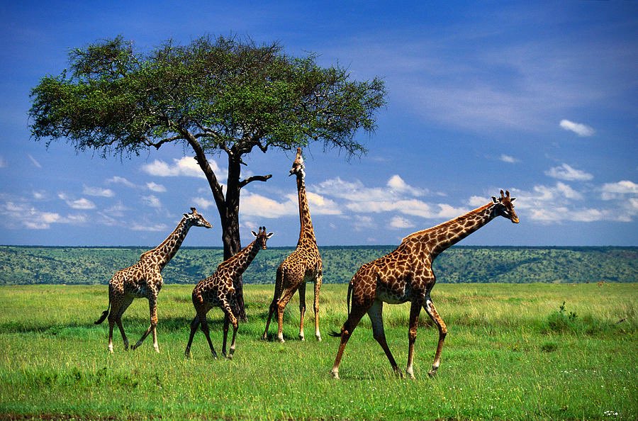BCgcc123's tweet photo. Giraffes have no vocal cords. This means that they have to communicate differently. Giraffes do this by humming at incredibly low frequencies. This frequency that they communicate at is as low as 92Hz. (hertz) #wacky #soundwave https://t.co/w7qf1Fseuo