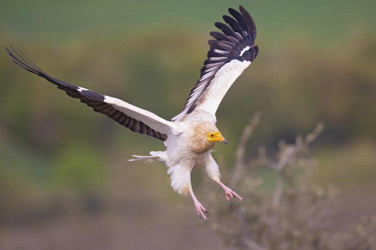 FBiodiversidad's tweet photo. España cuenta con el 9⃣4⃣% de los buitres leonados y el 8⃣2⃣% de los alimoches de Europa:

✅ Unas 30.000 parejas de buitre leonado.
✅ Unas 1.500 parejas de alimoche.

Nuestro país es crucial para la conservación de las aves carroñeras europeas.

#Biodiversidad https://t.co/bbY5npJulY