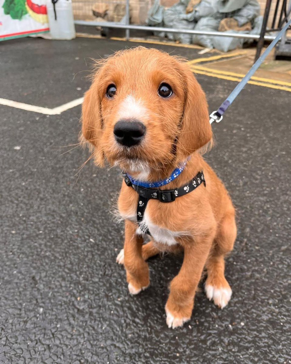 • Dog Friendly •

Can we just take a moment to take in this cuteness overload… don’t forget that our Thursday Market is dog friendly and we love seeing your four legged friends.

#wetherby #lovewetherbymarket