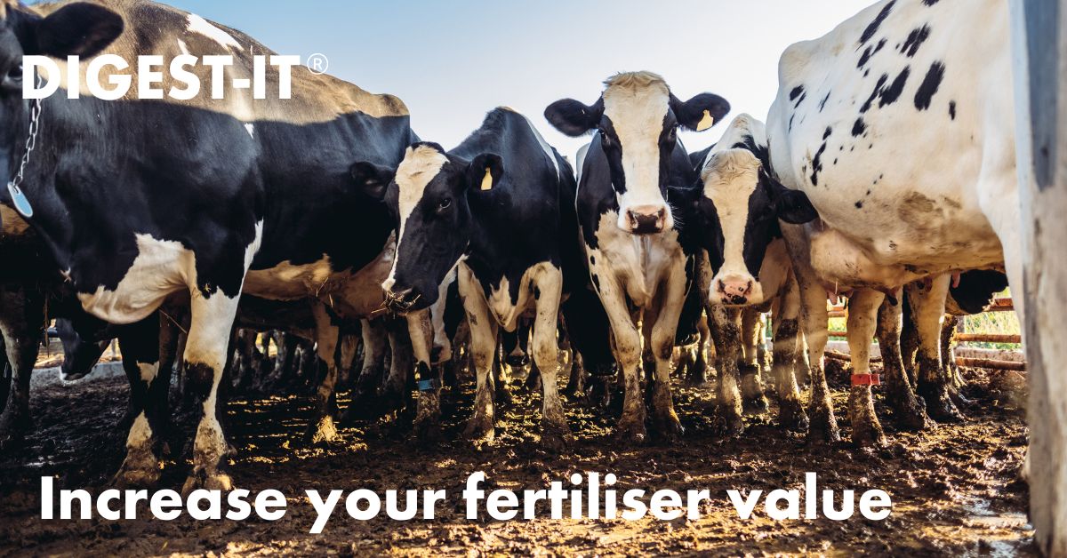 AgriiUK's tweet photo. DIGEST-IT holds some key benefits for dairy farms ๐
โคด๏ธ Increases fertiliser value
๐ฑ Improves soil health
โคต๏ธ Reduces surface crusting
Read more:
https://t.co/Qk4Szi7Dqv
#DIGESTIT #dairyfarms #slurry #fertiliser #dairy365 #silage23 https://t.co/yaLQEHmUAv