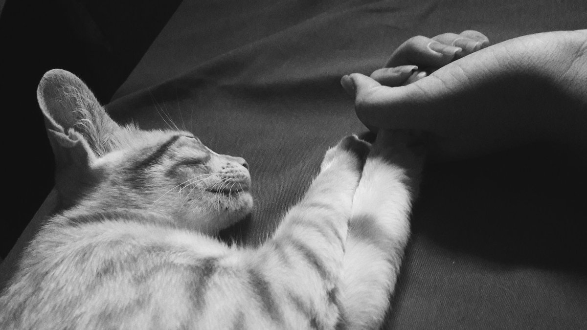 lirarafa_'s tweet photo. Meu anjinho, escrevo isso com lágrimas nos olhos, eu te agradeço tanto por esses anos que passamos juntas, você mudou a minha vida por completo, como era bom chegar em casa e ter você ali pra me acalmar e me fazer feliz, eu vou te amar pra além dessa vida, como viver sem você? https://t.co/2m4UghEccZ