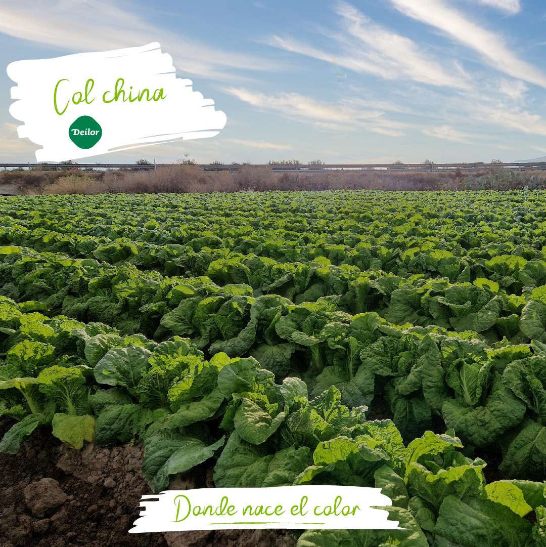 Deilor_Agro's tweet photo. En unos días comenzaremos con la recolección de la col china, un producto que nos deja unos paisajes como éstos. 💚
#Deilor #ColChina #Agricultura https://t.co/DXuAU9Kfak