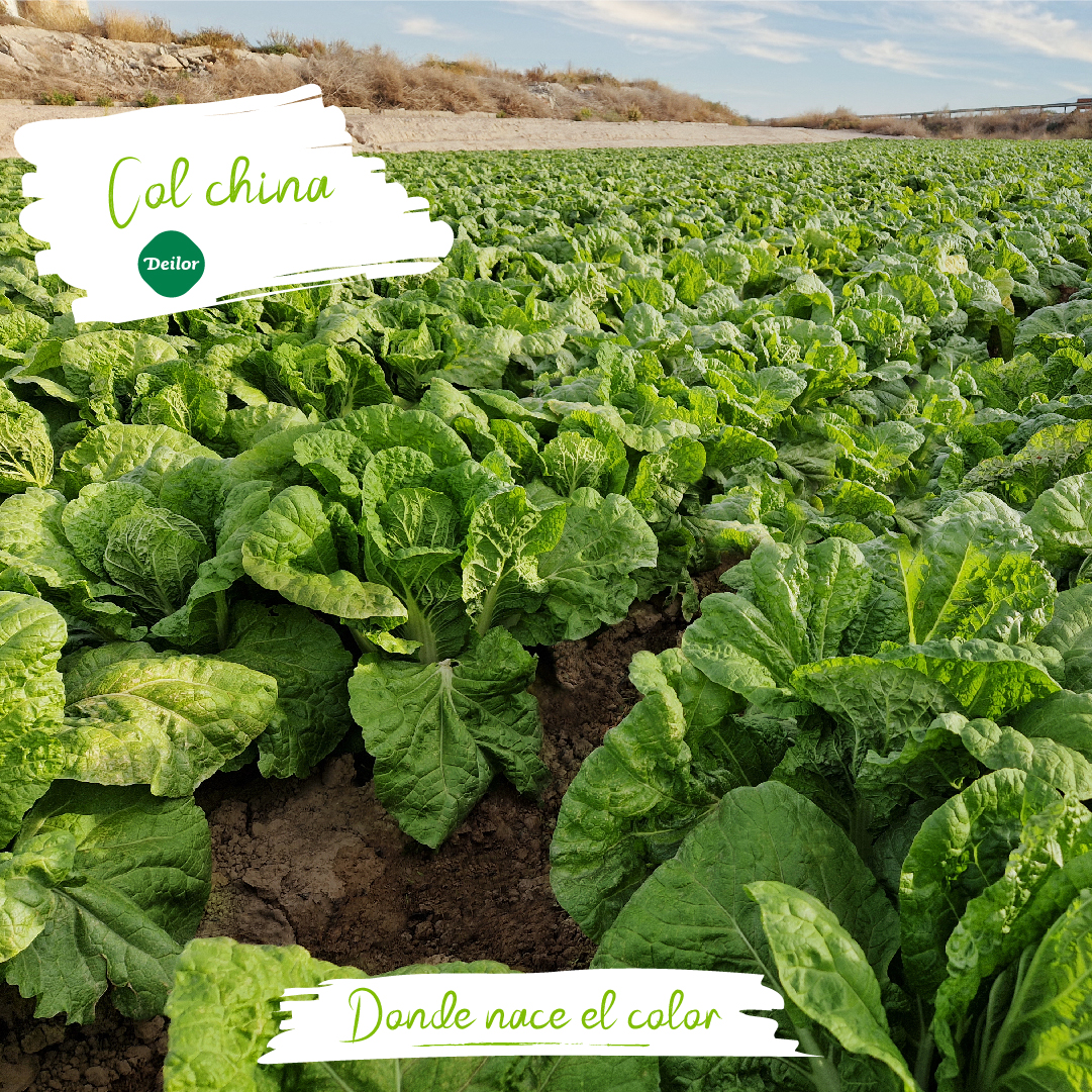 Deilor_Agro's tweet photo. En unos días comenzaremos con la recolección de la col china, un producto que nos deja unos paisajes como éstos. 💚
#Deilor #ColChina #Agricultura https://t.co/DXuAU9Kfak