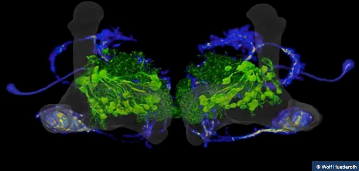 Oxford Neuroscience tweet media