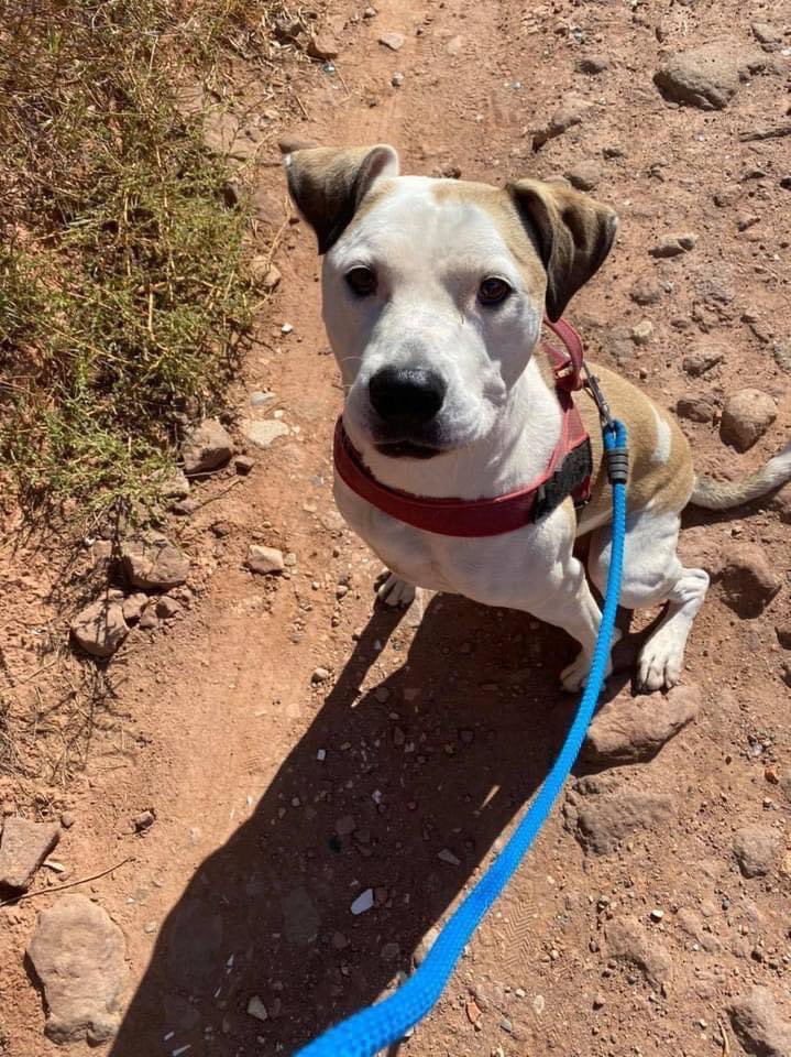 Life4pitbulls tweet media