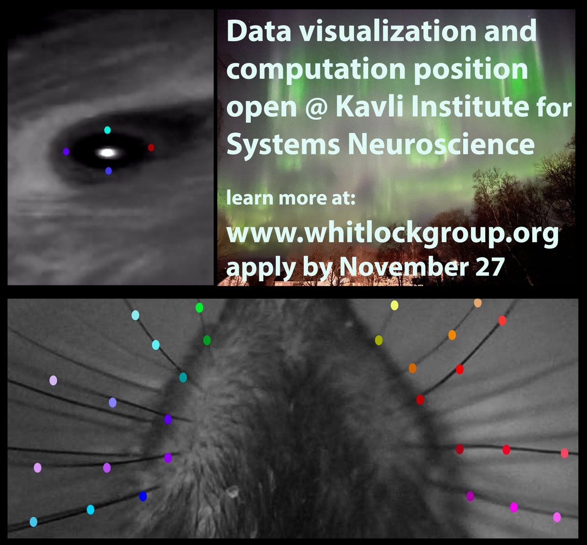 Job opening!  For an expert in data visualization and computation, working with large scale e-phys and facial tracking in freely moving rats! We offer a top-notch science environment at  <a href="/KISNeuro/">Kavli Neuroscience</a> &amp; high Norwegian living standards!  Please RT!!    jobbnorge.no/en/available-j…