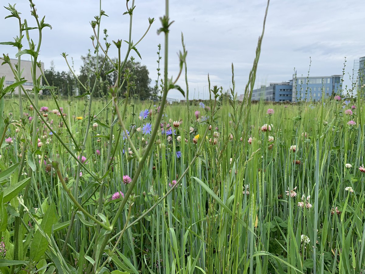 We’re hiring‼️- Exciting opportunity for a post doc in a multidisciplinary team to study how plant biodiversity could be integrated into our food production systems to develop sustainable and climate-smart farming <a href="/helsinkiuni/">University of Helsinki</a> DL 2 Dec 
#Biodiversity #BEF
jobs.helsinki.fi/job/Helsinki/7…