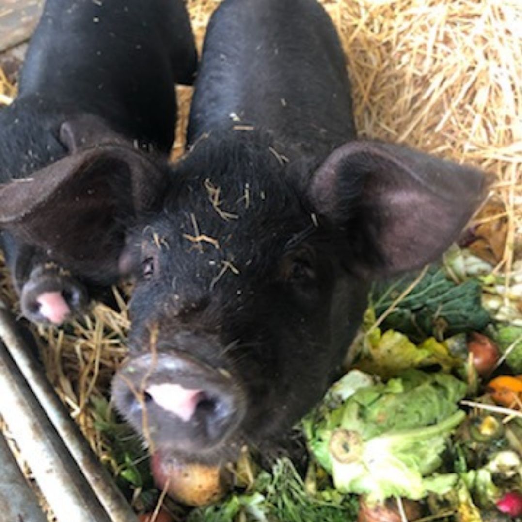 Did you know about this? 

Here at Hodgehill, we're passionate about sustainability. That's why, the food waste we have from our farm shop is given to farmers to feed their animals. Look at these cute pigs enjoying a tasty snack!
