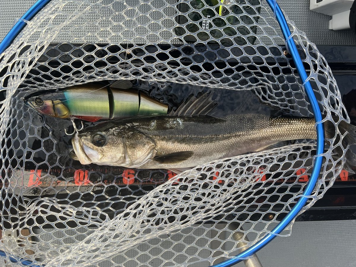 ダウスイ400でやったりました🔥！ タトゥーラ400HLにPE5号 フックはSP