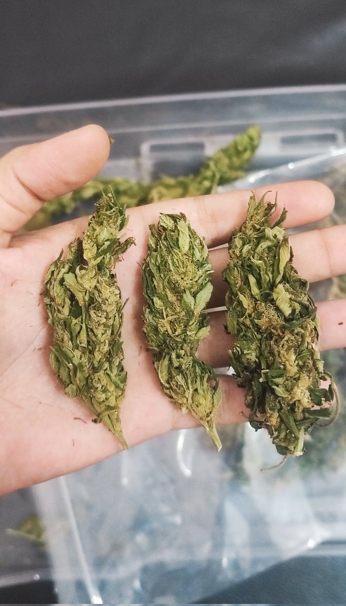 Uniprotra's tweet image. ช่อดอกกรีนเเคร๊ก งานต้นฤดูหนาว
10   กรัม  200    บาท
20   กรัม  300   บาท
50   กรัม  600   บาท
100 กรัม  1200  บาท
#กัญชา #กรีนแคร็ก #กัญชาอัดแท่ง #กัญชาog #กัญชาเสรี