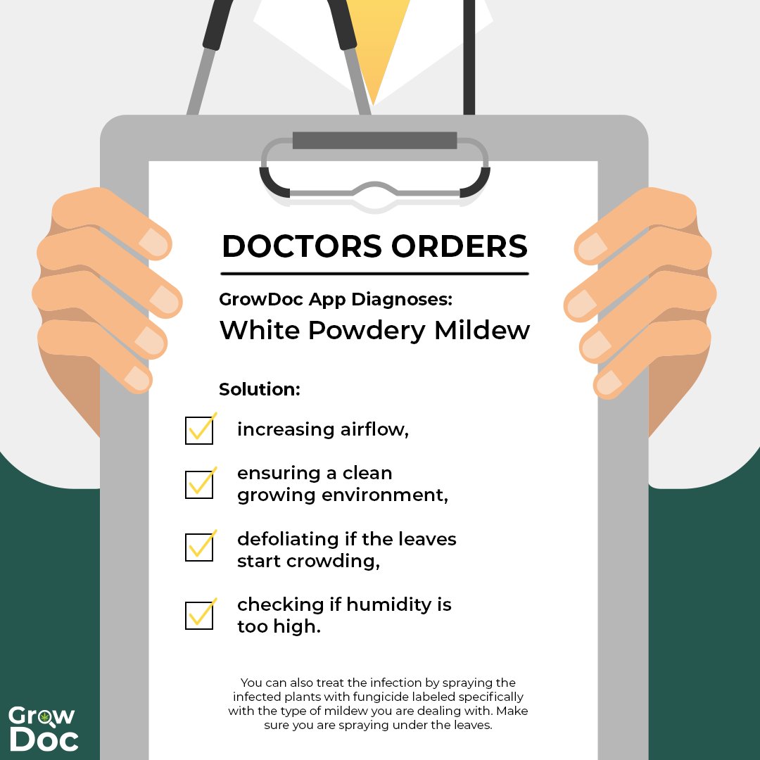 growdocapp's tweet photo. What happens when you use the GrowDoc app to diagnose your #cannabis plant and it turns out its infected with #whitepowderymildew...🚨

NOW WHAT 😲

Don't fret! Check out our Dr's Order on solutions you can implement to combat #WPM 🛡️ https://t.co/hEPj570l1g