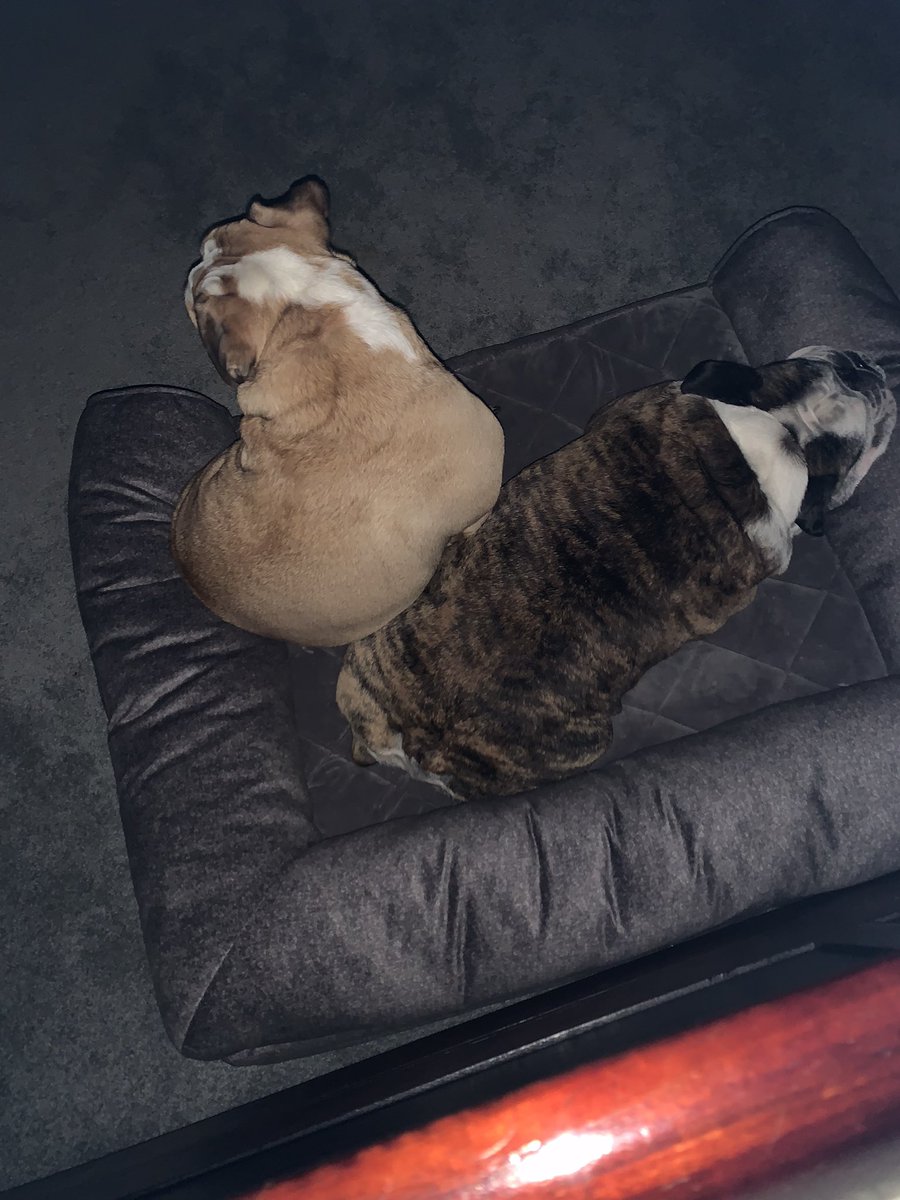 Banditthesneak tweet media