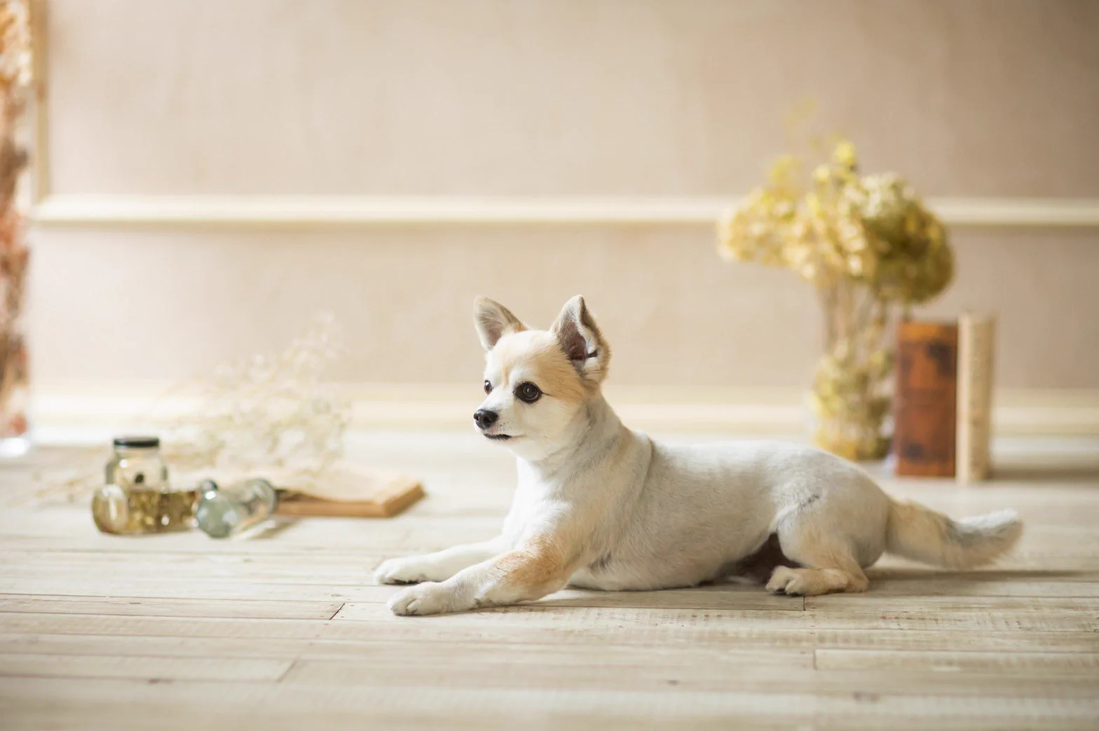 @gizumo5kg うちも7キロで、別の犬種のわんちゃんの価格でやってもらってます😂
おなじ子いて安心しました。今日も可愛いです。 