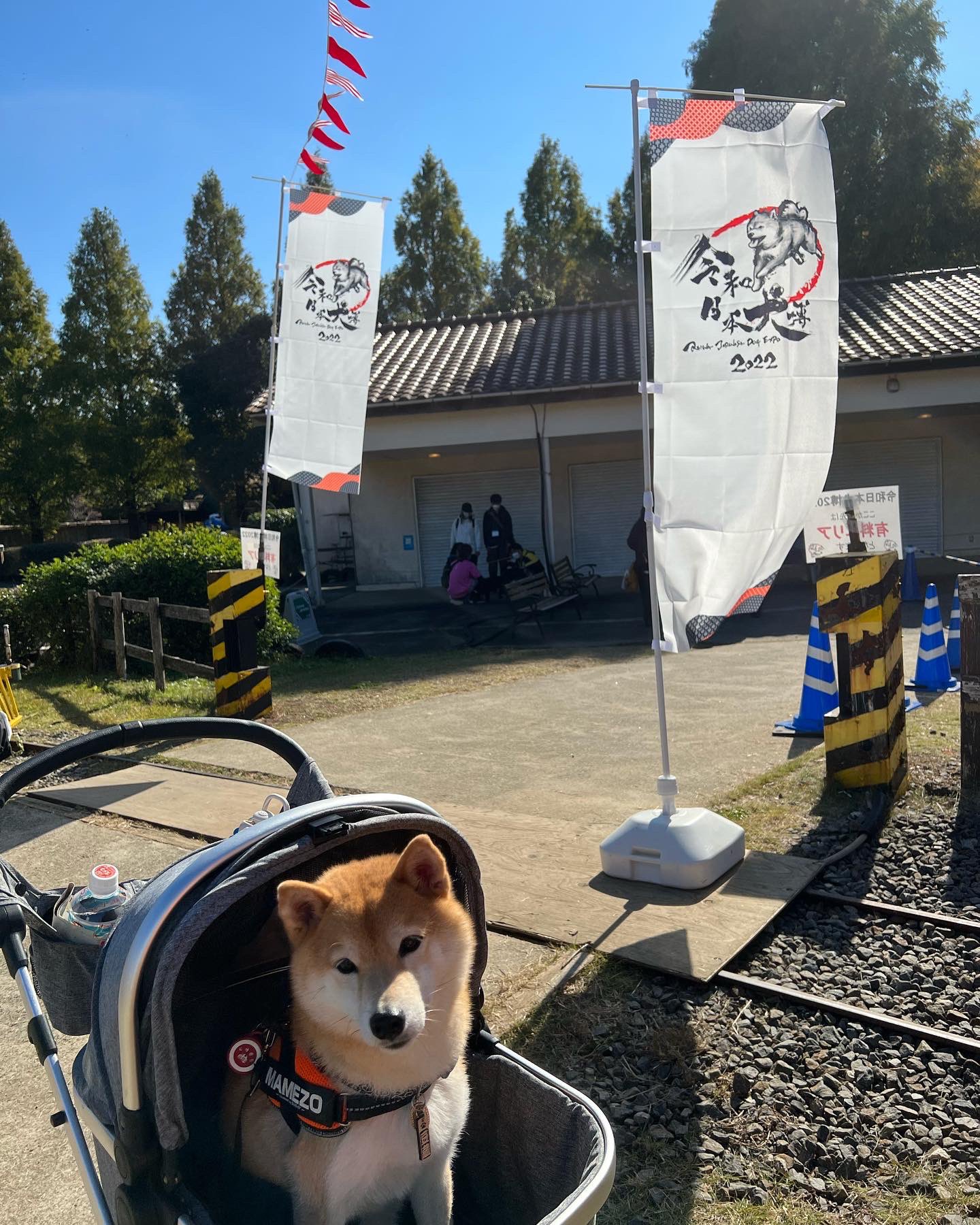 豆しば豆蔵 Mamezo2803 Twitter