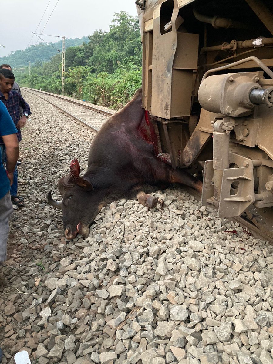 PolicePravah's tweet photo. कोकण रेल्वे मडगांव स्पेशल ट्रेन खाली रान गव्याचा दुर्दैवी मृत्यु         ट्रेन अपघाती मृत गव्या���ा अक्षरशः कापून ट्रेनच्या बफर जॉइंण्ट मधून बाहेर काढले https://t.co/kV0KtQK3PY https://t.co/kaehYanLFZ