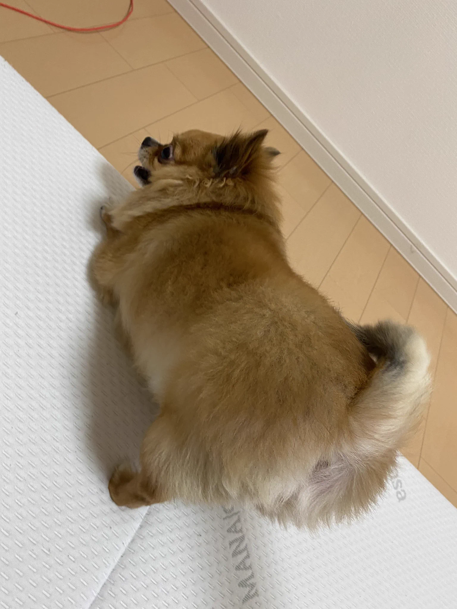 @gizumo5kg うちのチワワも5キロ越えです🤣🤣
デカいというかムチムチで😭
でも意外と大きめチワワちゃん、沢山いて安心しました笑笑 