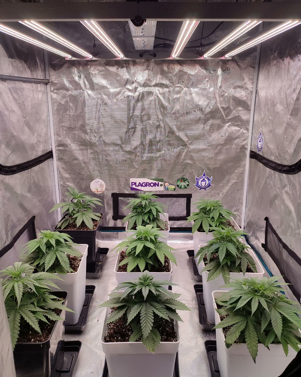 desdelasemilla's tweet photo. 4° semana!🌱
#led #indoor #marshydro #sp150 #marshydroblackfriday #fc4800 @eleenwen @MarsHydroLight
#buddhacookies #buddhagorilla @BuddhaSeeds https://t.co/YwozuMcdSZ