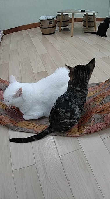 保護猫カフェtormenta トルメンタ 愛知にある猫カフェ 子猫のへや