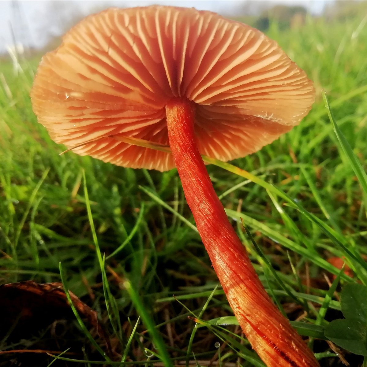 Following the rain, a spell of sun shining on these young Deceiver mushrooms this morning in Alexandra Park, London.

ID notes: fibrous stems, bit hairy around the base, orange cap in wet weather. 

Laccaria sp. 
#365DaysWild 🍄