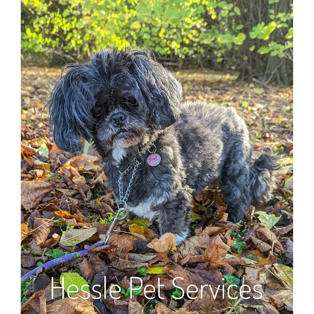 HesslePets's tweet photo. They enjoyed a sniffy walk in the autumn leaves ๐พ
#DogWalker #ProDogTrainer #Hessle #MinatureLabradoodle #Doodle #LhasaApso #Lhasa #SeniorDog #DogsOfTwitter https://t.co/q0gJ72FeRw