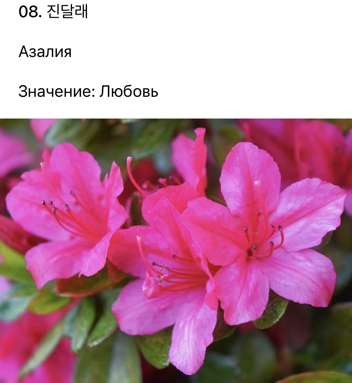 Азалия