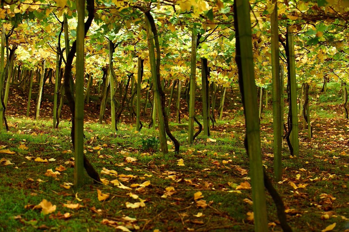 El otoño impregna el viñedo en tonos de amarillo y marrón que señalan el final del ciclo de crecimiento de la vid, permitiendo que el próximo ciclo comience🍂🍁

#rezabal #txakolina #txakolirezabal #viñedo #mahastia #vineyard #otoño #autumn
