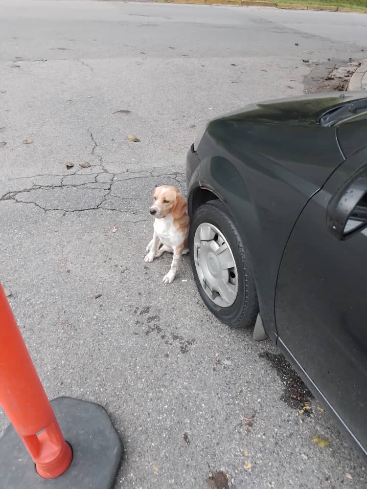 Tamarapazmi's tweet photo. Este pequeño está merodeando  por Montañalta, Carrizal, Miranda. Da RT para que este tweet llegue a sus dueños https://t.co/TWouf38ErX