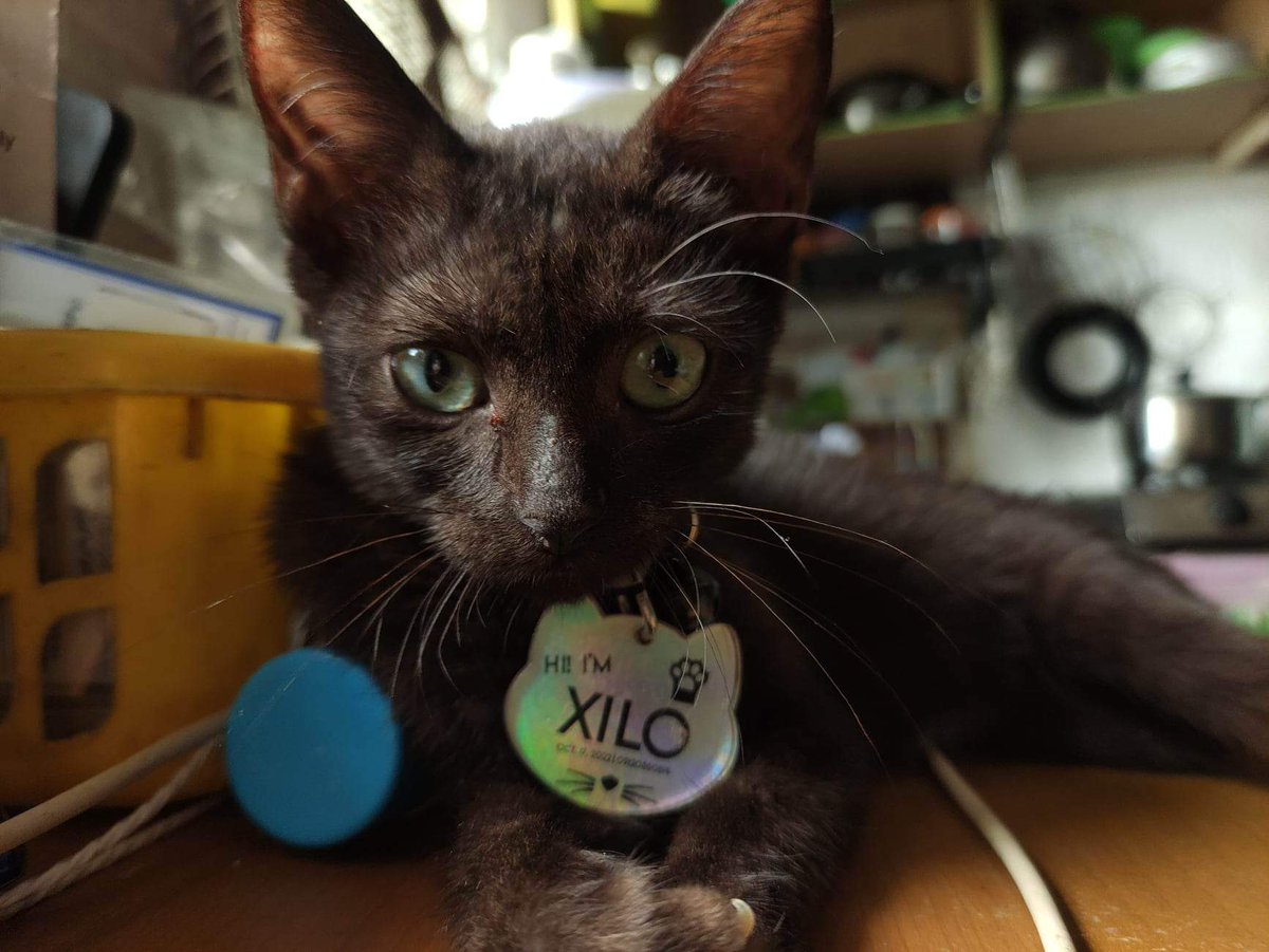 DemesaJk's tweet photo. hi xilo 😺🖤
dragqueen yarn https://t.co/KQnPULFlZE