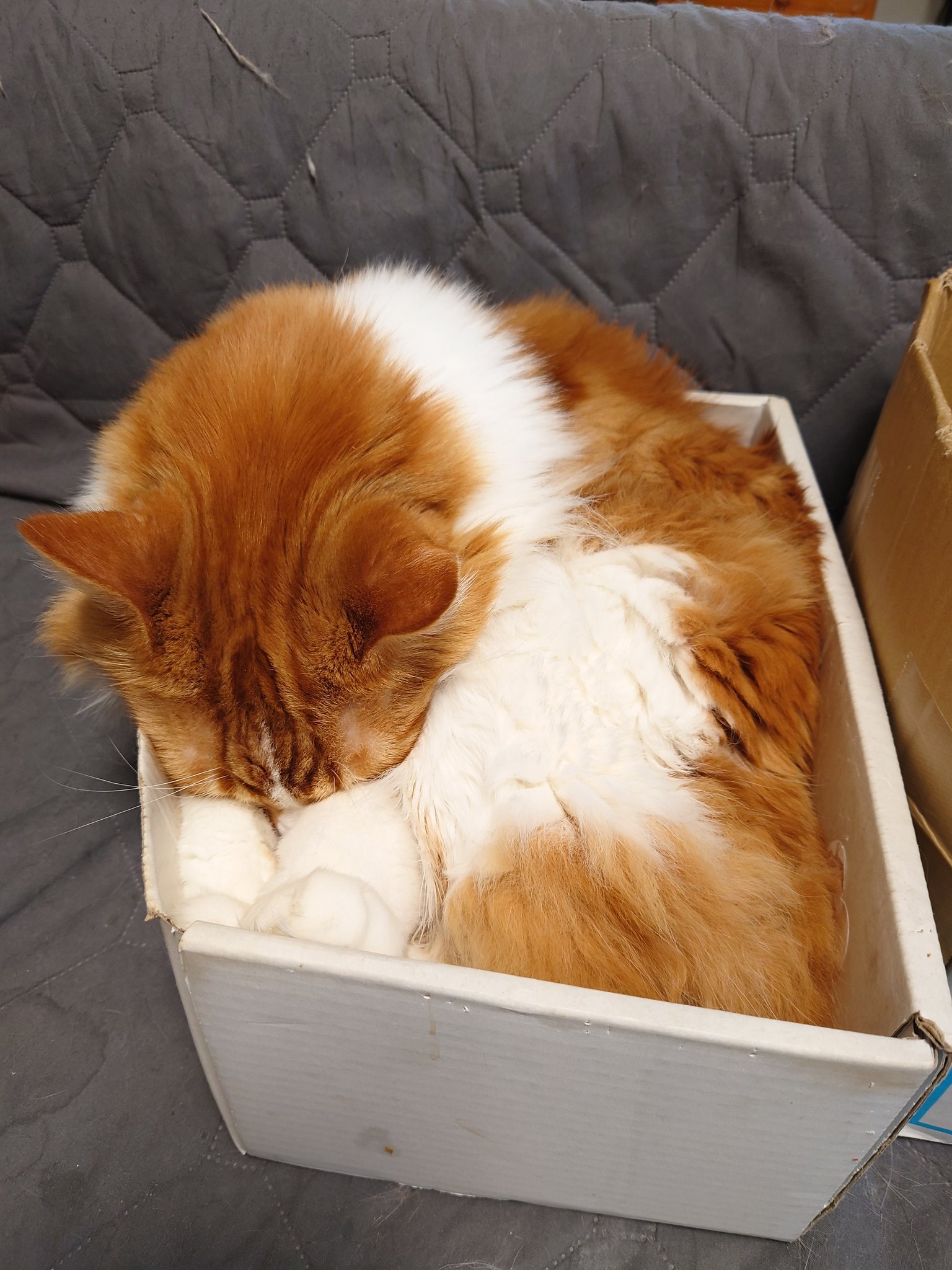 大型猫 Twitter Search Twitter