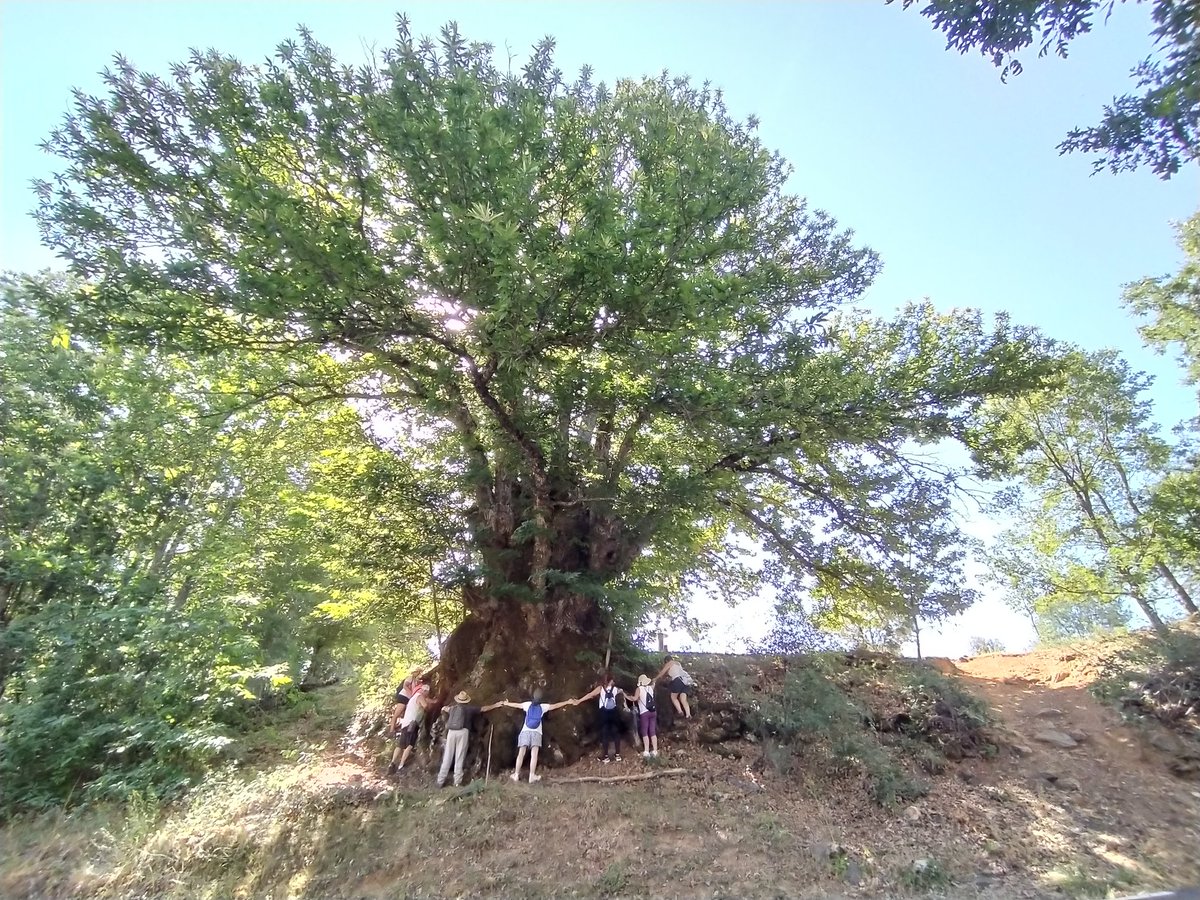 Te invito a conocer el 'Castaño del Tío Trazas' de Los Santos (#Salamanca), candidato a 'Árbol del Año en España 2023' 🌳🌳🌳🌳🌳🌳🌳🌳 arbolybosquedelaño.es/castano-del-ti…