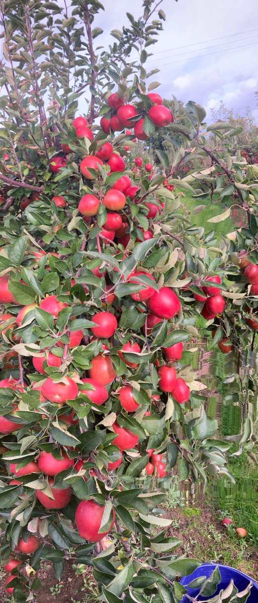 EcoLocalMarket tweet media