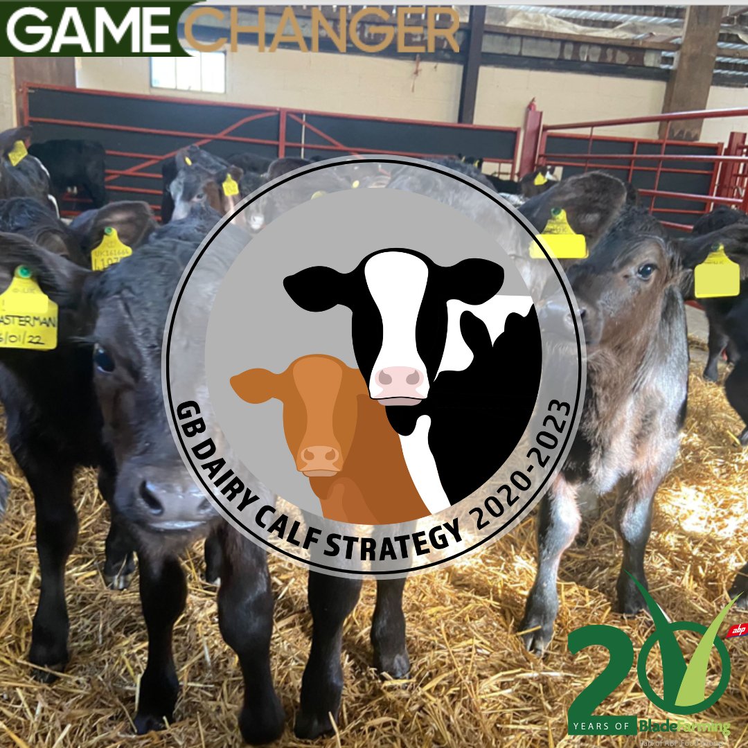 GamechangerFarm's tweet photo. We can’t wait for GB calf week to kick off next week. Make sure you tag us in all your Blade Farming calf pictures!
@AHDB_Dairy @NFU_Dairy
#businessofbeef #bladefarming #GBCalfweek https://t.co/h7kiYX6kG3