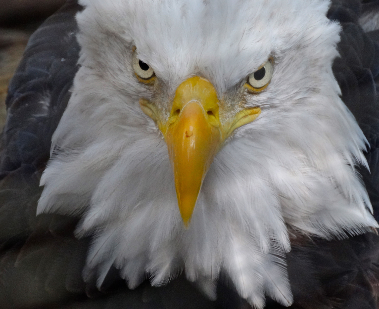 CT Freedom Alliance tweet media