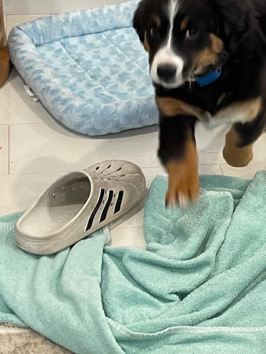 GlitchGamer202's tweet photo. @SantaDecides Frisco’s on the naughty list. Little guy keeps taking my shoes https://t.co/orn6amc1je