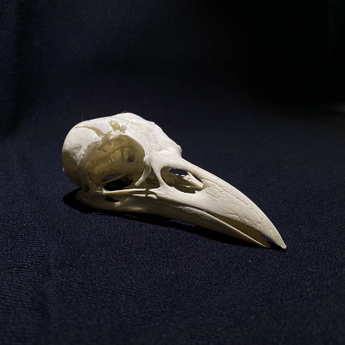 DrLucyAlford's tweet photo. It’s that time of year again for a macabre #CafeBio still life drawing session @BristolBioSci 💀 https://t.co/ifOz2RUOrR