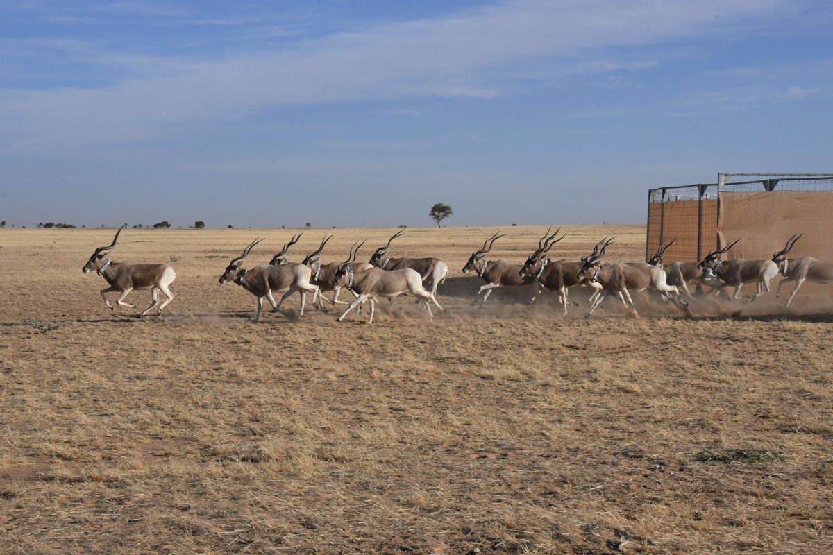 🗞️ [Article]
Translocation in #conservation: to crate or not to crate?
Read the article of Julie Swenson, Veterinarian at <a href="/FossilRim/">Fossil Rim Wildlife Center</a>, in our latest Sandscript issue ➡️ lnkd.in/ez6k-YNd
#translocation #wildlife