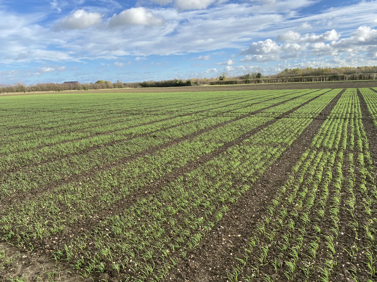 Seedsman1986's tweet photo. Great to get out in the field @LSPBLtd this morning with our new wheat breeder looking at the emergence of the nursery and trials #plantbreeding #wheat #combiningexcellence https://t.co/Q3g97Pgq7g