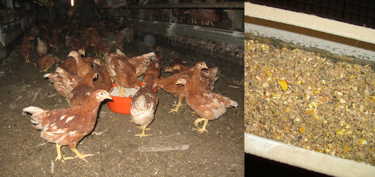 BestHens's tweet photo. 📣 This week, we share with you, what to consider when feeding #pullets in cage-free systems:
https://t.co/FqZLsoxEVM

📌Stay tuned and follow us! https://t.co/qkAleg8o51