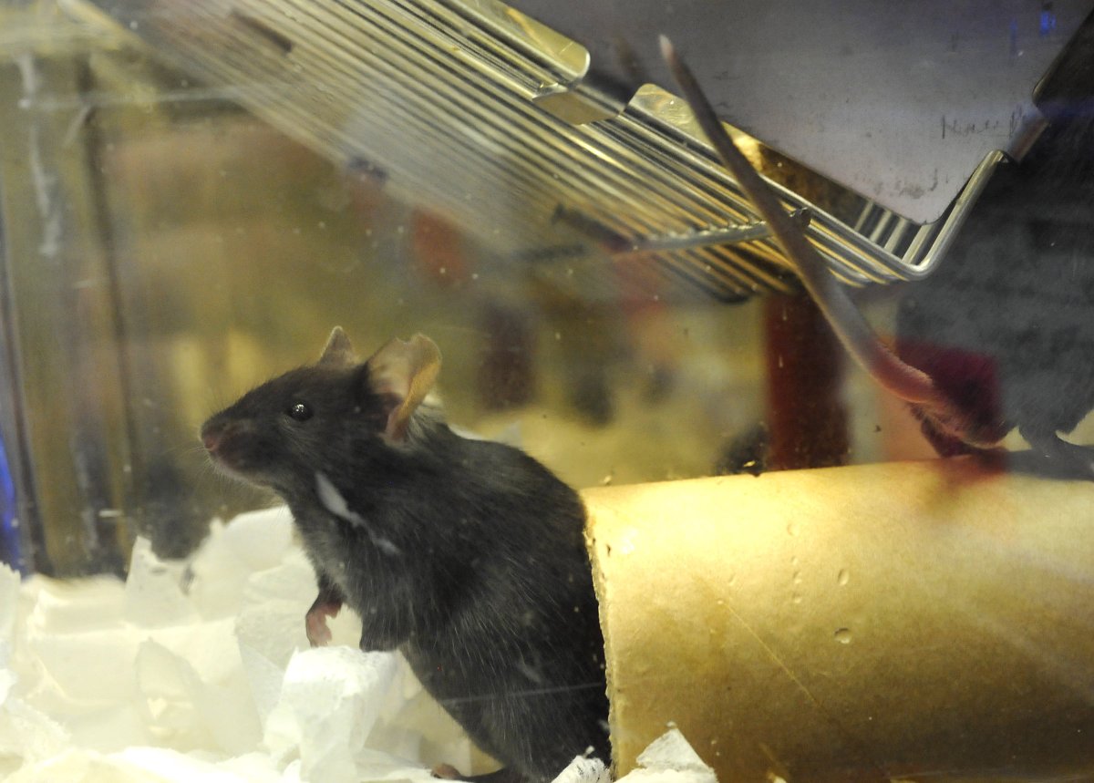 We’re recruiting for multiple animal technician positions at different levels (with full-time and part-time options), so there could be a position that suits you whether experienced or looking for your first job

Please RT!

har.mrc.ac.uk/about-us/jobs/ 

#AnimalResearch