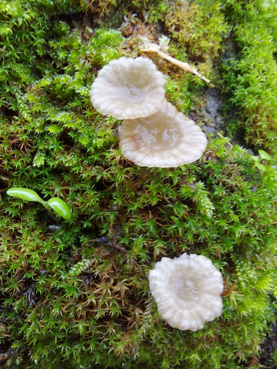 Can I take a moment to talk to you about the good lord fungi
