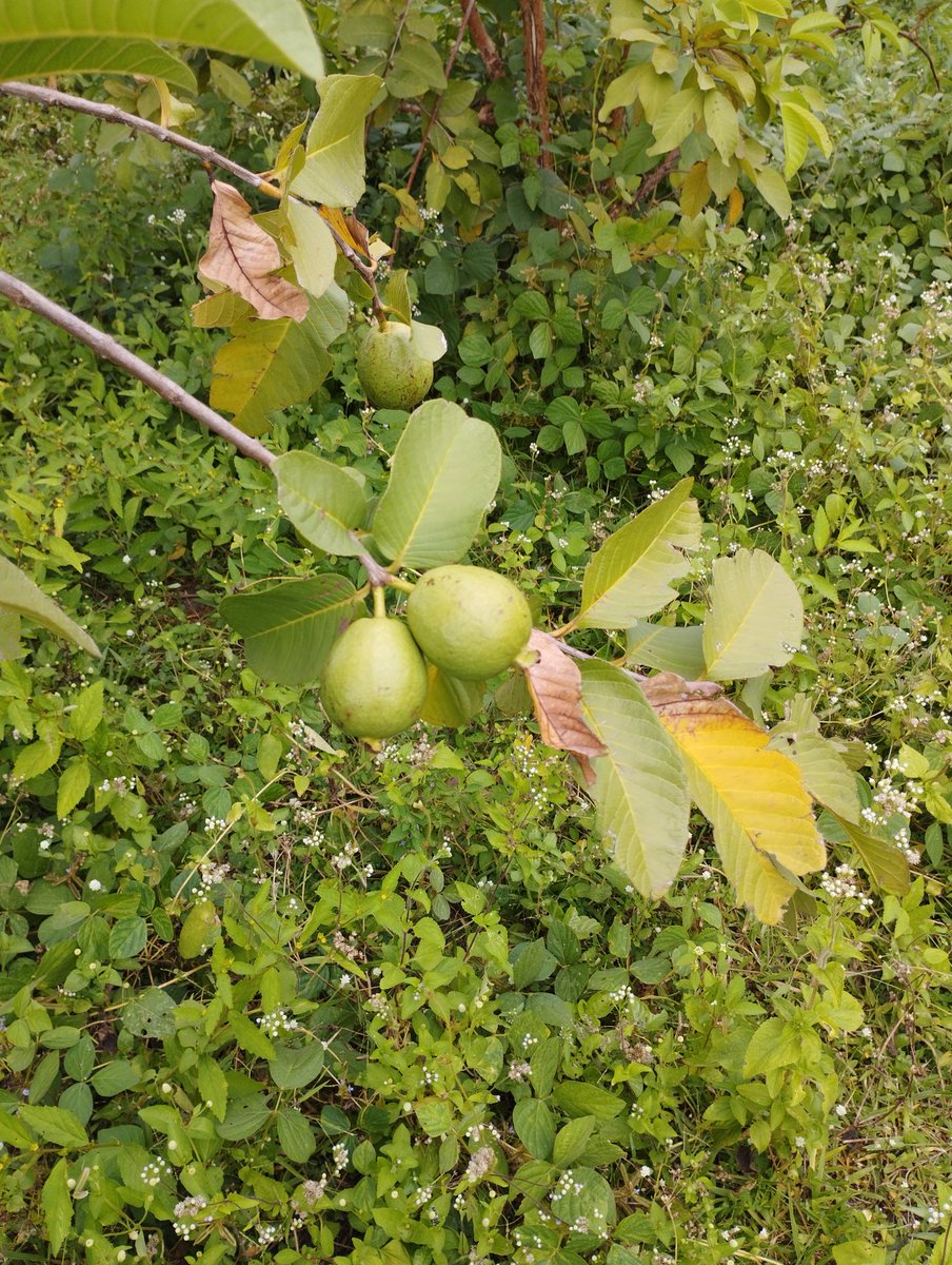 AllegraFx1's tweet photo. At the #NFGCS ranch #Nasarawa
#Dwarf Papaya #Pawpaw
#Guava
#Lime #Lemon
#orchards
Hunting for some lobster claw Heliconia Rostata https://t.co/N746YgCPjN