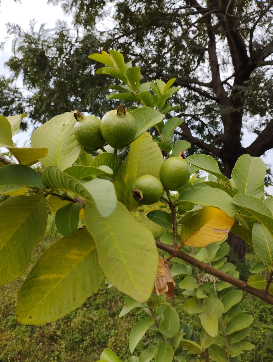 AllegraFx1's tweet photo. At the #NFGCS ranch #Nasarawa
#Dwarf Papaya #Pawpaw
#Guava
#Lime #Lemon
#orchards
Hunting for some lobster claw Heliconia Rostata https://t.co/N746YgCPjN